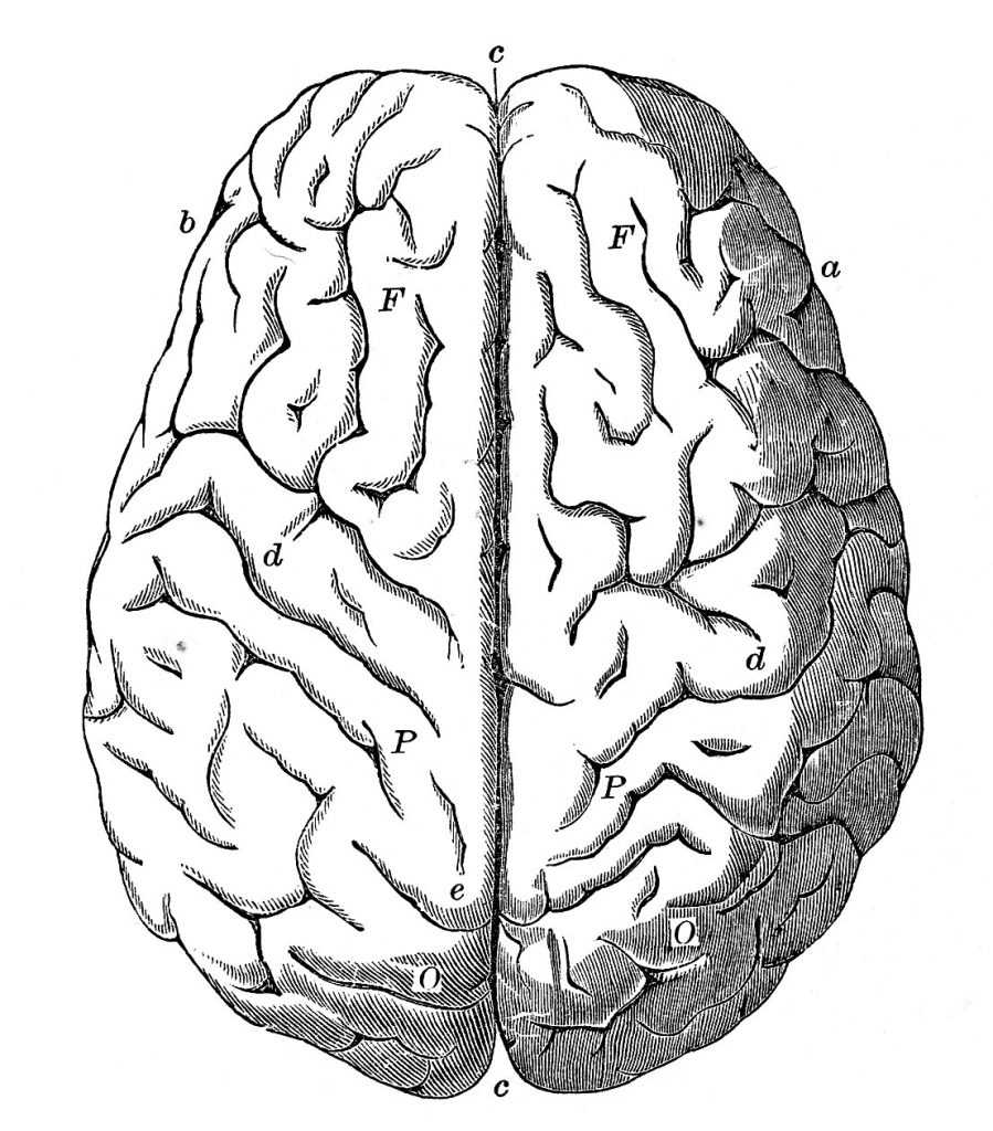 week13-brain-graphicsfairy